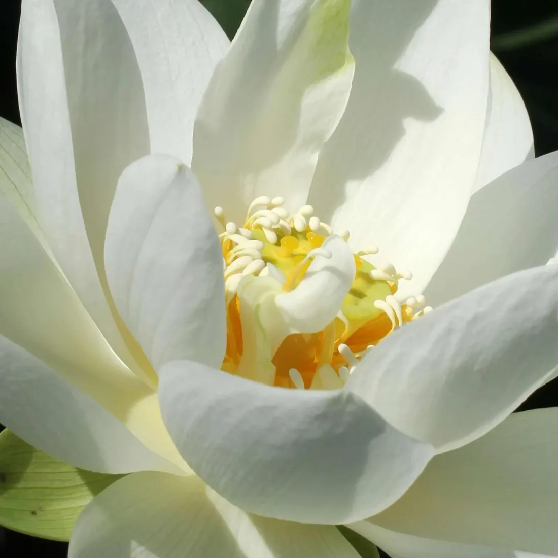 Beyaz lotus çiçeği